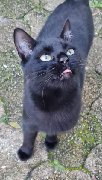 Schwarzes Bubchen sucht erstes Zuhause