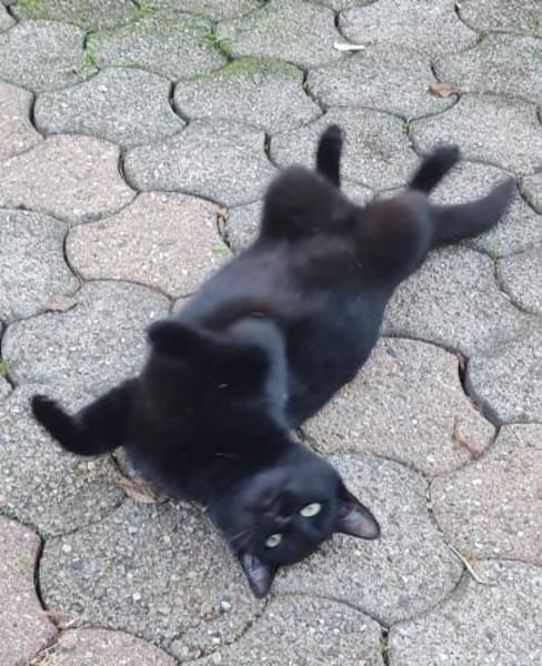 Schwarzes Bubchen sucht erstes Zuhause