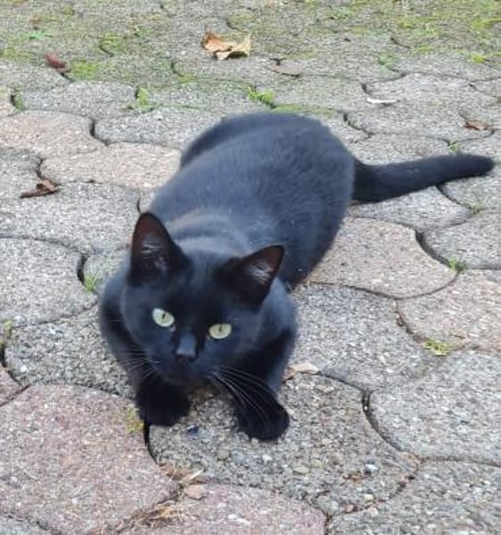 Schwarzes Bubchen sucht erstes Zuhause