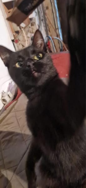 Schwarzes Bubchen sucht erstes Zuhause