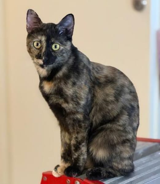 Wirbelwind Salsa sucht ein Zuhause