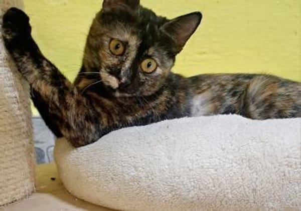 Wirbelwind Salsa sucht ein Zuhause