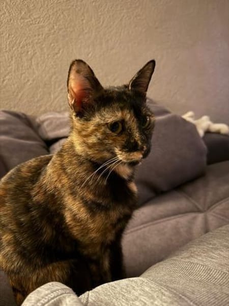 Wirbelwind Salsa sucht ein Zuhause