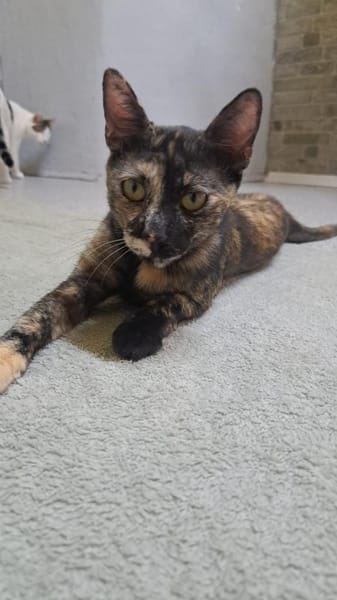 Wirbelwind Salsa sucht ein Zuhause