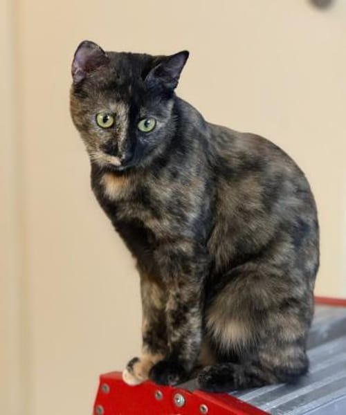 Wirbelwind Salsa sucht ein Zuhause