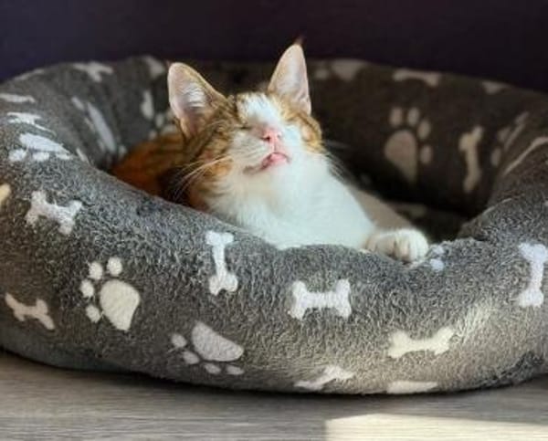 Neyla sucht ein liebevolles Zuhause