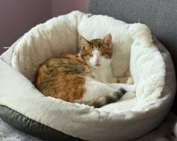 Neyla sucht ein liebevolles Zuhause