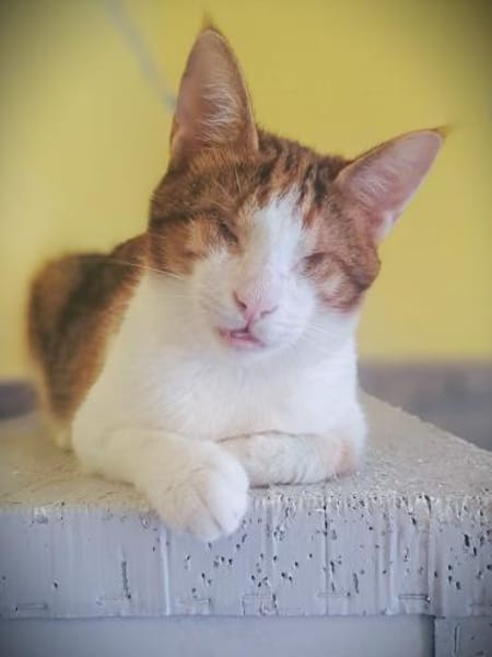 Neyla sucht ein liebevolles Zuhause