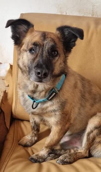 MARTI - liebevoller, sanfter Hundemann