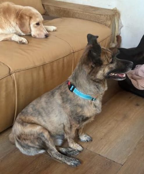 MARTI - liebevoller, sanfter Hundemann