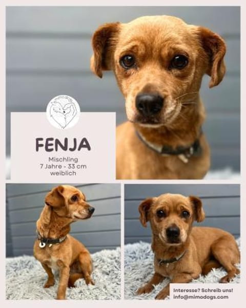 Fenja: Entzückendes Hundemädchen