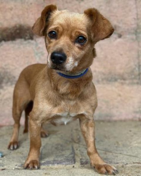 Fenja: Entzückendes Hundemädchen