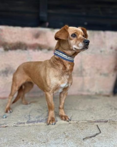 Fenja: Entzückendes Hundemädchen