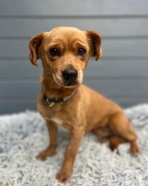 Fenja: Entzückendes Hundemädchen