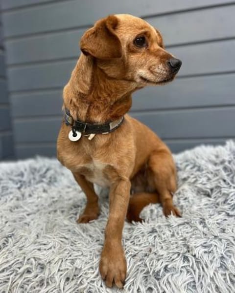 Fenja: Entzückendes Hundemädchen