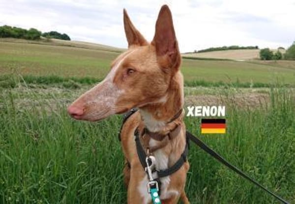 Xenon - fröhlich und sozial