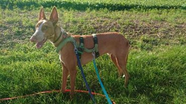 Xenon - fröhlich und sozial