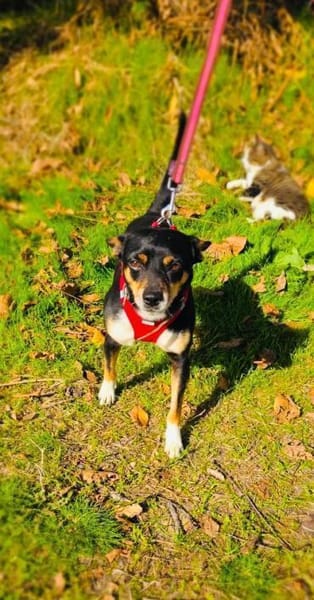 Rocky ein lieber Pinschermix