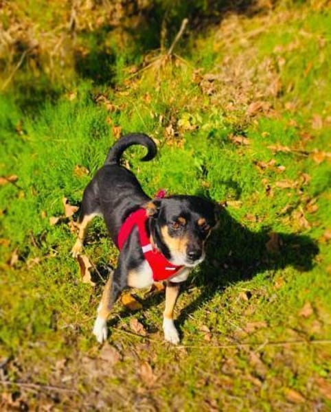 Rocky ein lieber Pinschermix