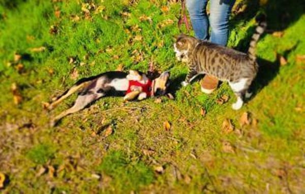 Rocky ein lieber Pinschermix