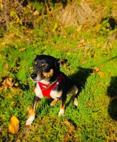 Rocky ein lieber Pinschermix