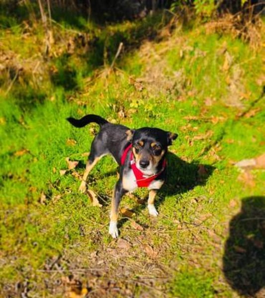 Rocky ein lieber Pinschermix