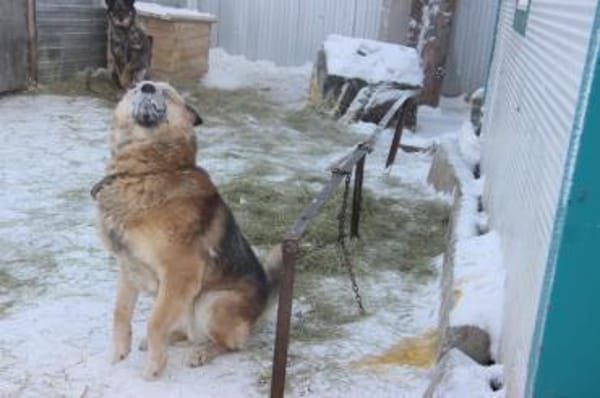 BENJI aus Sibirien auf PS in Berlin