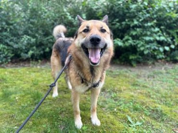 BENJI aus Sibirien auf PS in Berlin