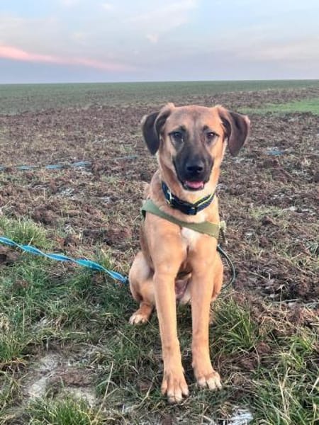 Lili Maus wartet in BY auf Zuhause