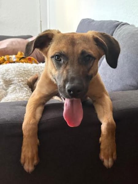 Lili Maus wartet in BY auf Zuhause