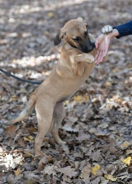 Lili Maus wartet in BY auf Zuhause