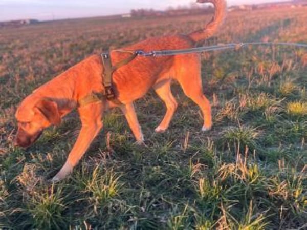 Lili Maus wartet in BY auf Zuhause