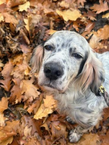 Vermittlungshilfe für Chase