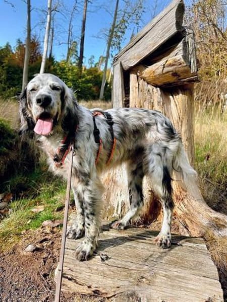 Vermittlungshilfe für Chase