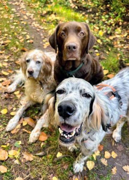 Vermittlungshilfe für Chase