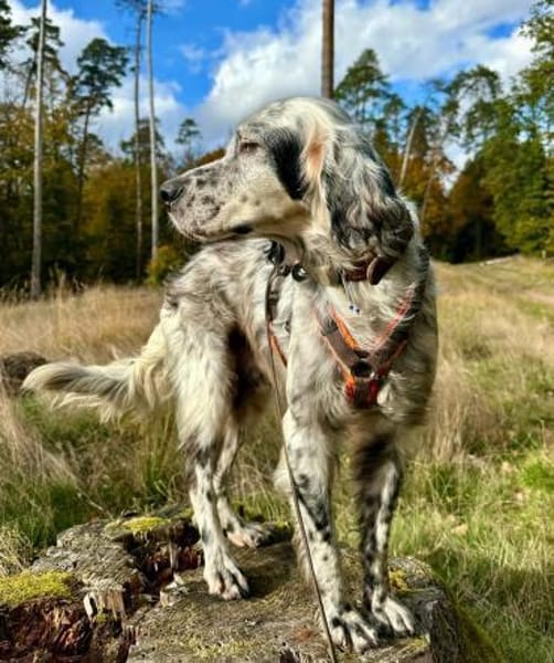 Vermittlungshilfe für Chase