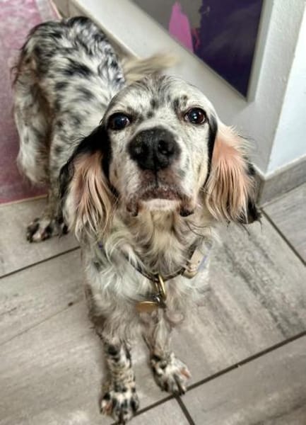 Vermittlungshilfe für Chase