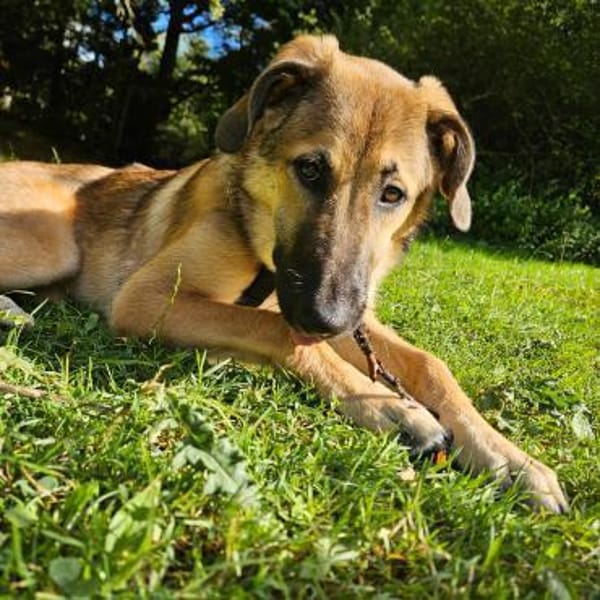 Leander - liebenswert und ruhig