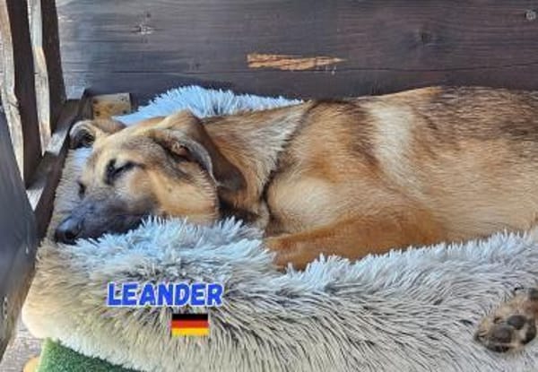 Leander - liebenswert und ruhig