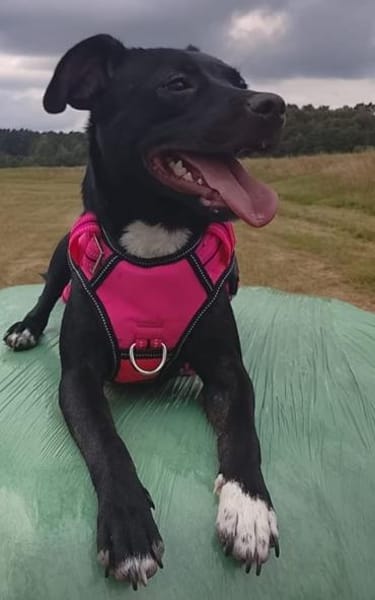 Abby kleine süße Maus 💕