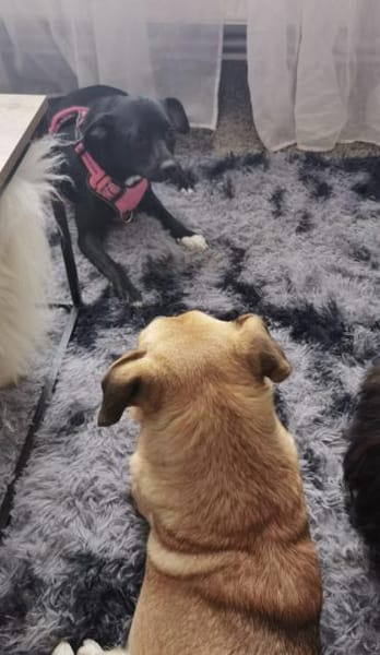 Abby kleine süße Maus 💕