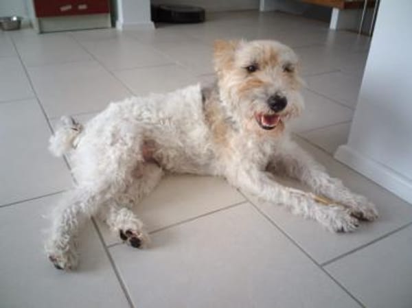 Cory, Foxterrier-Mix, sucht ein Zuhause