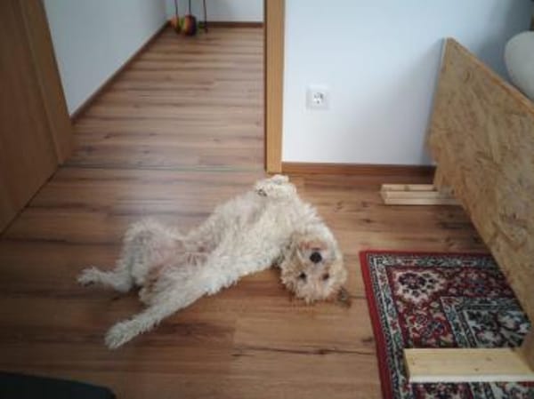 Cory, Foxterrier-Mix, sucht ein Zuhause