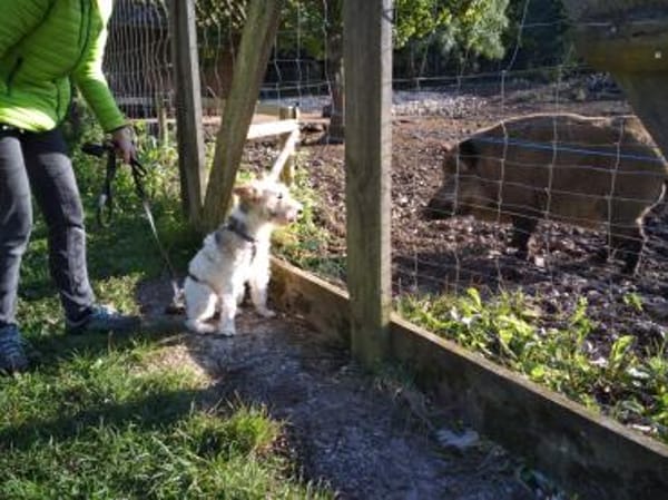 Cory, Foxterrier-Mix, sucht ein Zuhause