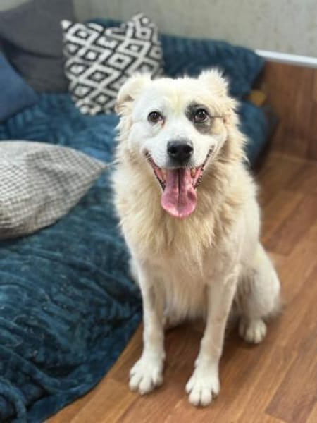 Diva - ein Herz auf vier Pfoten