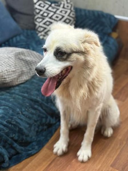 Diva - ein Herz auf vier Pfoten