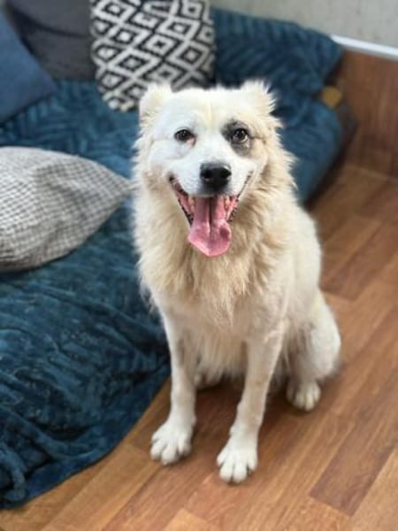 Diva - ein Herz auf vier Pfoten