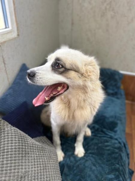 Diva - ein Herz auf vier Pfoten