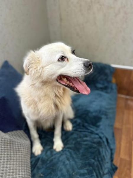 Diva - ein Herz auf vier Pfoten