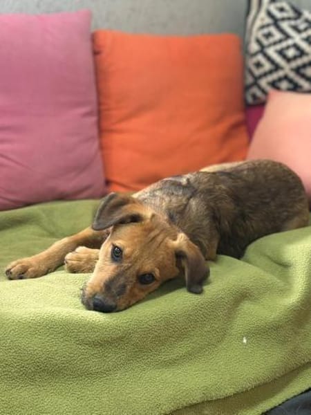 Cookie - ein treuer Freund fürs Leben